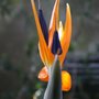 Photo of Orchideenhaus