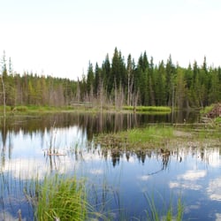 Beaver Boardwalk