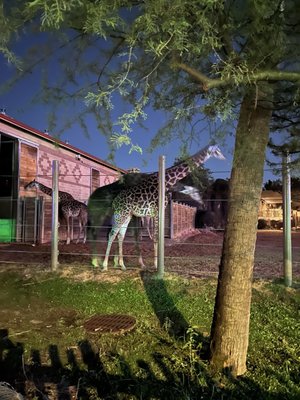 Houston Zoo by null