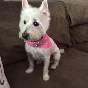 Dog Country Grooming - She would have looked perfect if they didn't forget to cut/trim her tail! Not worth $68! - Pet Groomers Near Me - Arvada, Colorado Dog Country Grooming - She would have looked perfect if they didn't forget to cut/trim her tail! Not worth $68! - Pet Groomers Near Me - Arvada, Colorado