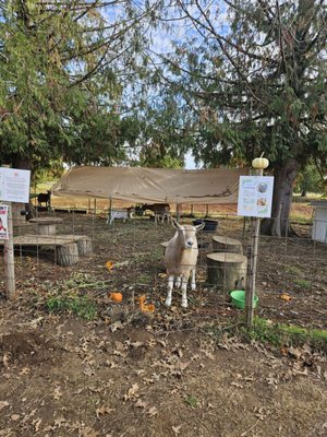 Bushue's Family Farm by null