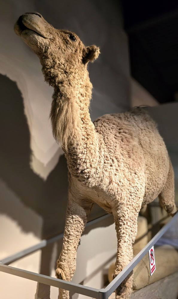 Las Vegas Natural History Museum