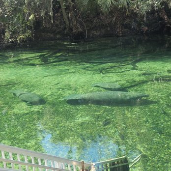 Blue Spring State Park - Manatee - Parks Near Me - Orange City, Florida