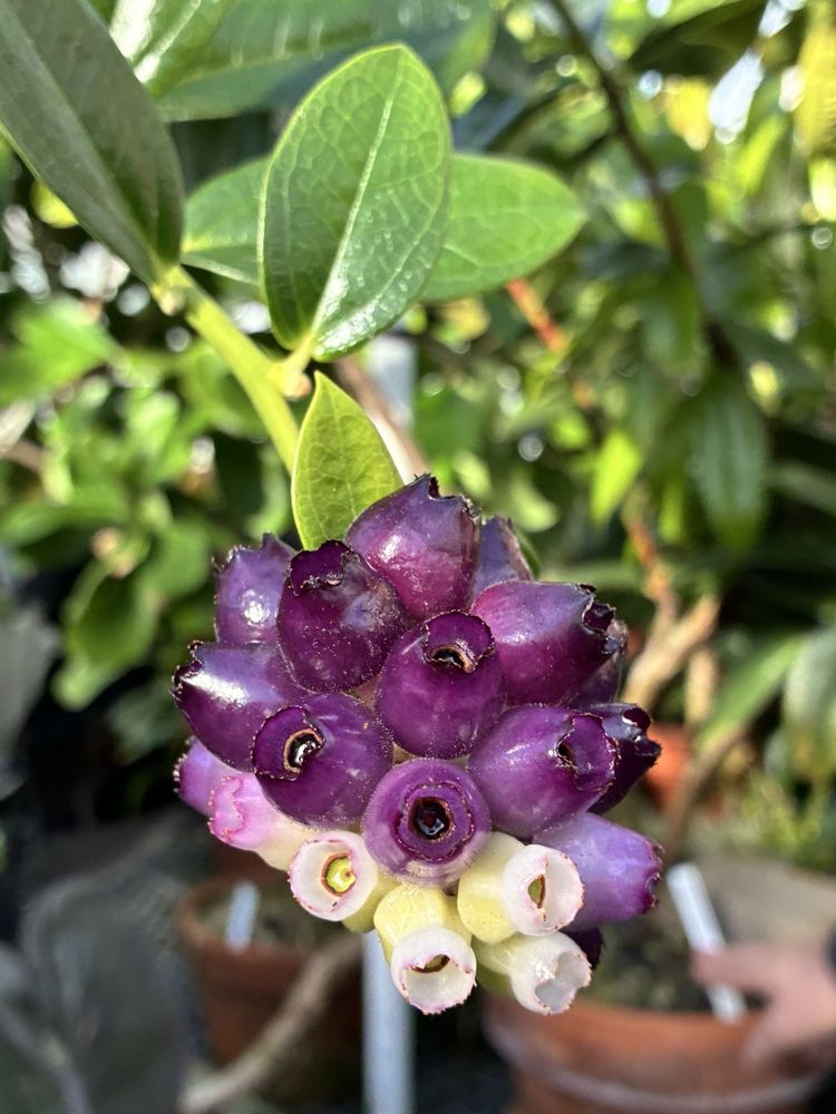 Social spots from The Botanic Garden of Smith College