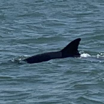 Salt Water Pony Tours - Boat Tours Near Me - Chincoteague, Virginia