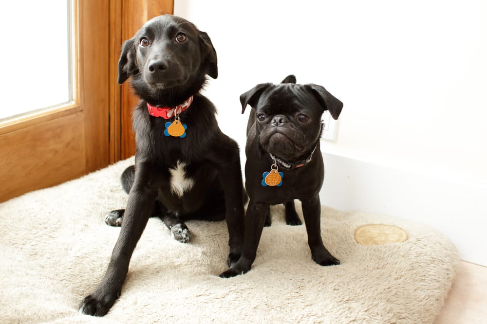 Biscuit Time Pet Sitting Image