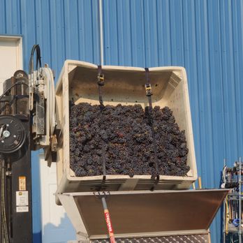 Tipsy Canyon Winery - Grapes - Wine Tasting Room Near Me - Manson, Washington