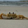 Photo of Absolute Reel Screamer Charters