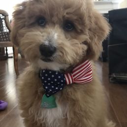 Jax looking so cute after his first groom! Jax looking so cute after his first groom!