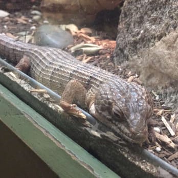 CALM Zoo - Zoos Near Me - Bakersfield, California