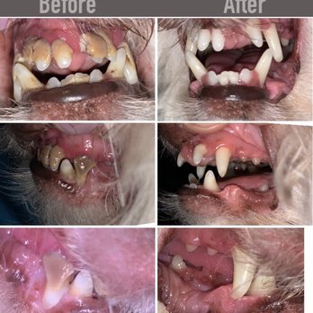 Founders Veterinary Clinic - Before and after...dont judge! - Veterinarians Near Me - Brea, California Founders Veterinary Clinic - Before and after...dont judge! - Veterinarians Near Me - Brea, California