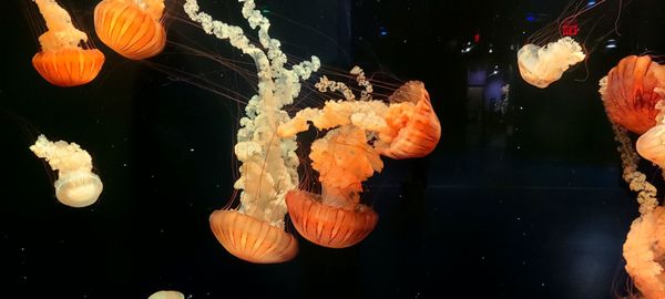 Audubon Aquarium by null