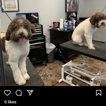 Coats & Tails - Mid groom- taken from their instagram - Pet Groomers Near Me - Portland, Oregon Coats & Tails - Mid groom- taken from their instagram - Pet Groomers Near Me - Portland, Oregon