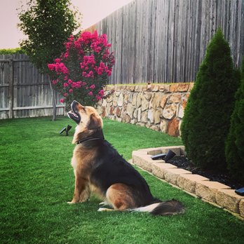 A Pawsitive Dawg - Our dog in training Alphie. Thank you Dawn for all of your help!! - Pet Training Near Me A Pawsitive Dawg - Our dog in training Alphie. Thank you Dawn for all of your help!! - Pet Training Near Me