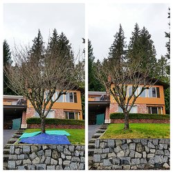 Tree Works - BEFORE AND AFTER  Trimmed Branches (NO TREE TOPPING)