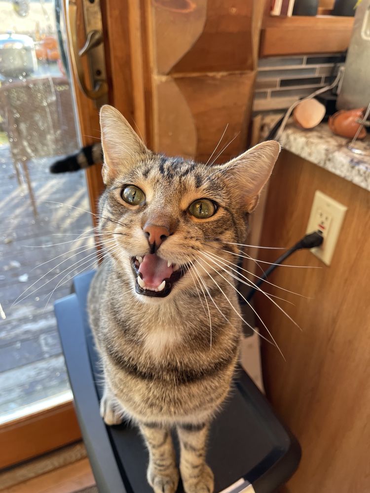 BLUEPEARL PET HOSPITAL Updated September 2024 10 Photos & 30