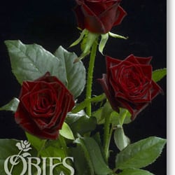 Au Chant des Fleurs
