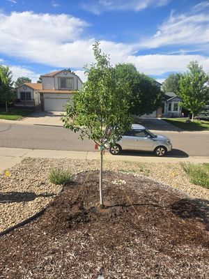 Tree planting - Customer wanted dead tree replaced with new tree. Tree planting - Customer wanted dead tree replaced with new tree.