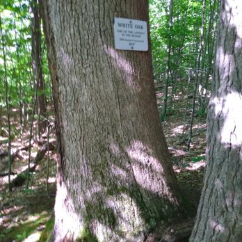 Woodbury Sanctuary - Large White Oak - Hiking Near Me - Monmouth, Maine