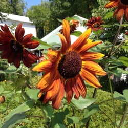 Center For Extended Care At Amherst