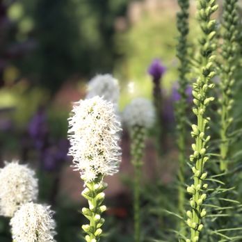 Munsinger Gardens - Standing upright! - Botanical Gardens Near Me - Saint Cloud, Minnesota