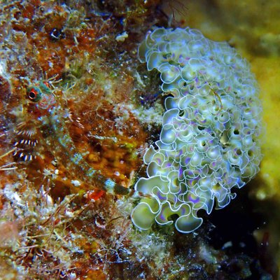 Culebra Divers by null