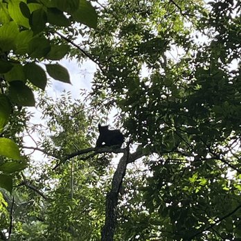 Bear Camp Cabin Rentals - Vacation Rentals Near Me - Pigeon Forge, Tennessee Bear Camp Cabin Rentals - Vacation Rentals Near Me - Pigeon Forge, Tennessee