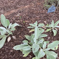 The Country Doctor Museum - Lambs ear