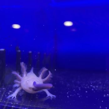 Dee's Pets - Pet Stores Near Me - Marion, Illinois