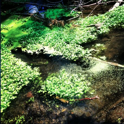Arroyo Park by null