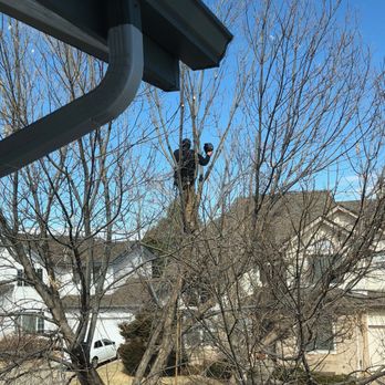 ArborScape - a man working on a tree - Tree Services Near Me - Englewood, Colorado