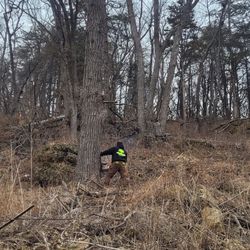 Trees Plus