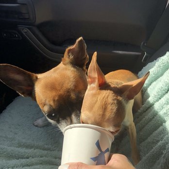 Dutch Bros Coffee - Coffee & Tea Near Me - Gilbert, Arizona Dutch Bros Coffee - Coffee & Tea Near Me - Gilbert, Arizona