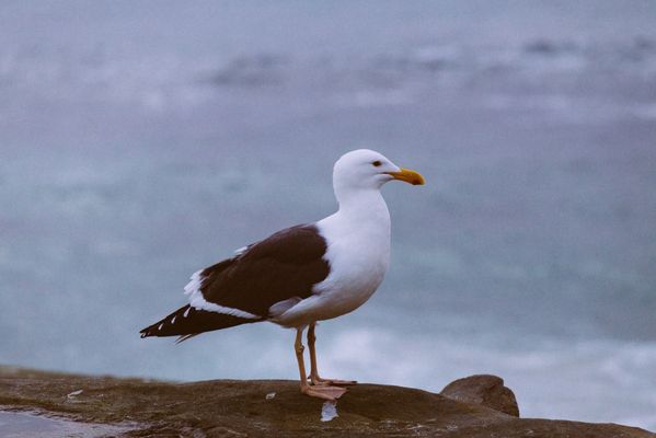 Windansea Beach by null