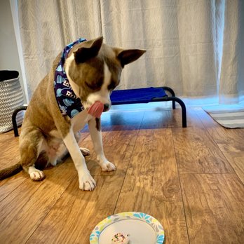 George - Treats from George's (except for the dog ice cream) and my dog trying to refrain to eat until I release him - Pet Stores Near Me - San Ramon, California