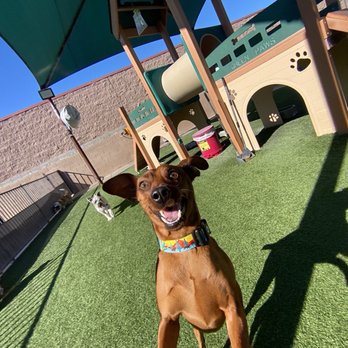 Tails Pet Resort - Romeo living it up - Pet Boarding Near Me - Las Vegas, Nevada