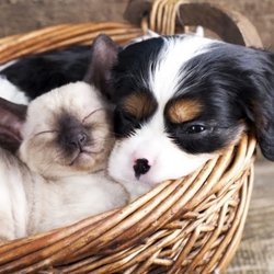 Roselle Animal Hospital