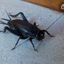 Photo of Montgomery Pest Control