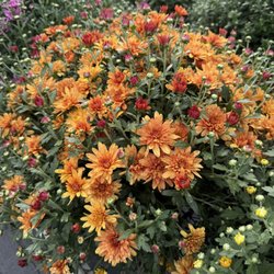 Spray's Landscape - Nursery and Garden Center