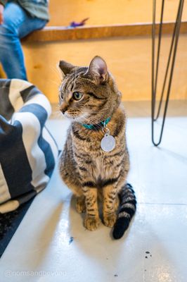 NEKO Cat Cafe Seattle by null