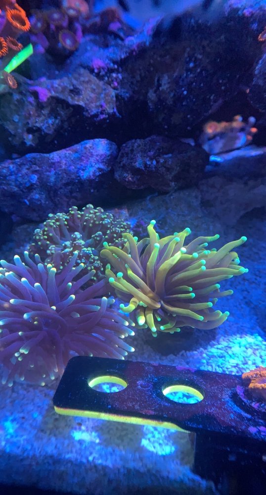 Fintastic Aquariums of Jensen Beach Image