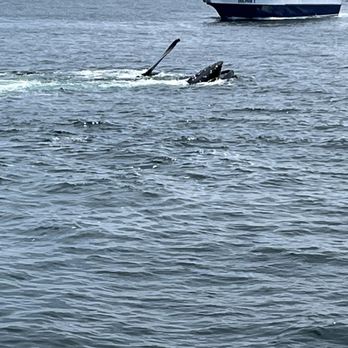Cape Ann Whale Watch - Boat Charters Near Me - Gloucester, Massachusetts