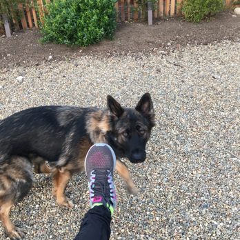 Fleet Feet - My new shoes and my dog walking! - Shoe Stores Near Me - Monterey, California Fleet Feet - My new shoes and my dog walking! - Shoe Stores Near Me - Monterey, California