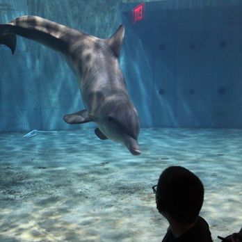Clearwater Marine Aquarium - Aquariums Near Me - Clearwater, Florida