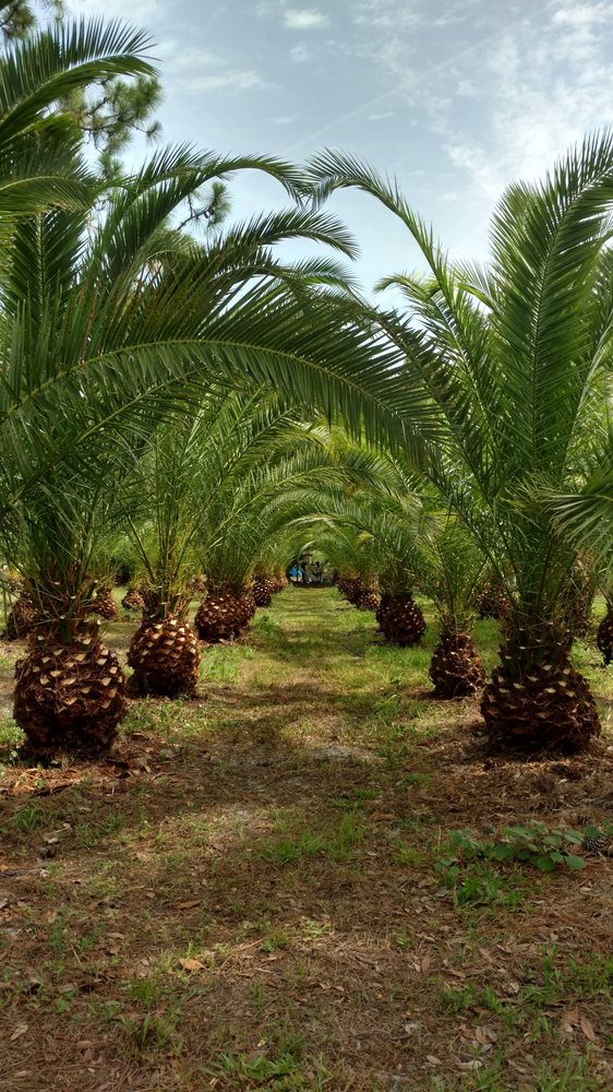 SUNSTATE NURSERIES Updated May 2024 Brooksville, Florida