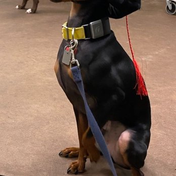 PetSmart - Our Mini Pin Luther - Finishing Beginning Training - Pet Groomers Near Me - Tualatin, Oregon PetSmart - Our Mini Pin Luther - Finishing Beginning Training - Pet Groomers Near Me - Tualatin, Oregon