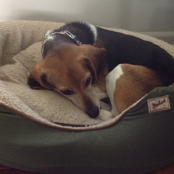 Dog Training Now - Benny - Pet Training Near Me - Hoffman Estates, Illinois Dog Training Now - Benny - Pet Training Near Me - Hoffman Estates, Illinois
