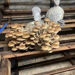 Mountain Meadow Mushrooms