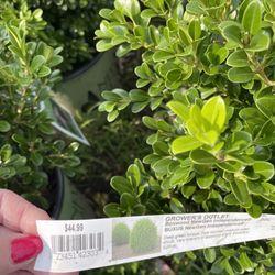 Growers Outlet