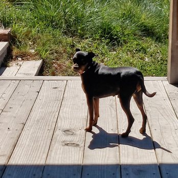 Dovecote Estate Winery - Roger, our greeter - Wineries Near Me - Los Alamos, California